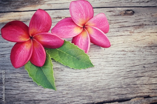 Pink frangipani flowers with leaf