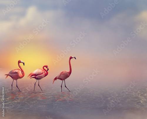 Obraz na płótnie ptak flamingo zwierzę