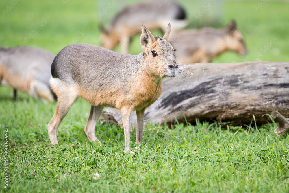 Fototapeta premium Patagonian Cavy (Mara)