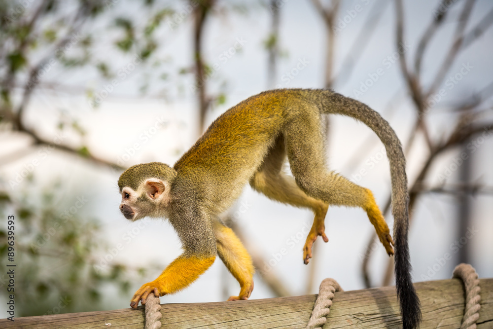 Obraz premium Squirrel Monkey