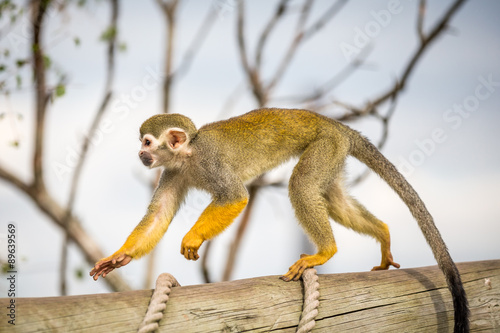 Photography Squirrel Monkey