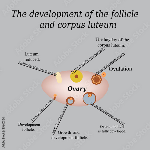 It shows the development of ovarian follicle and corpus luteum