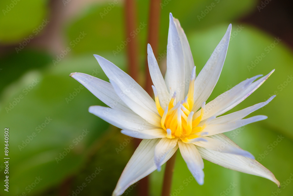 Lotus flower and Lotus flower plants Lotus flower and Lotus flower plants
