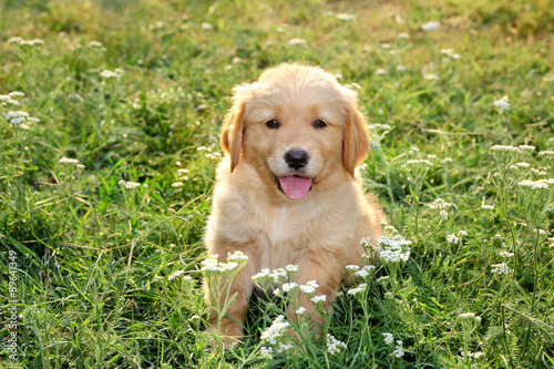 Young gasping pet, golden retriever at grass