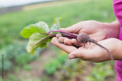 Young beetroot plant in farmer’s hands. Gardener thinning out beet seedlings. Gardening in summer. Blurry background.