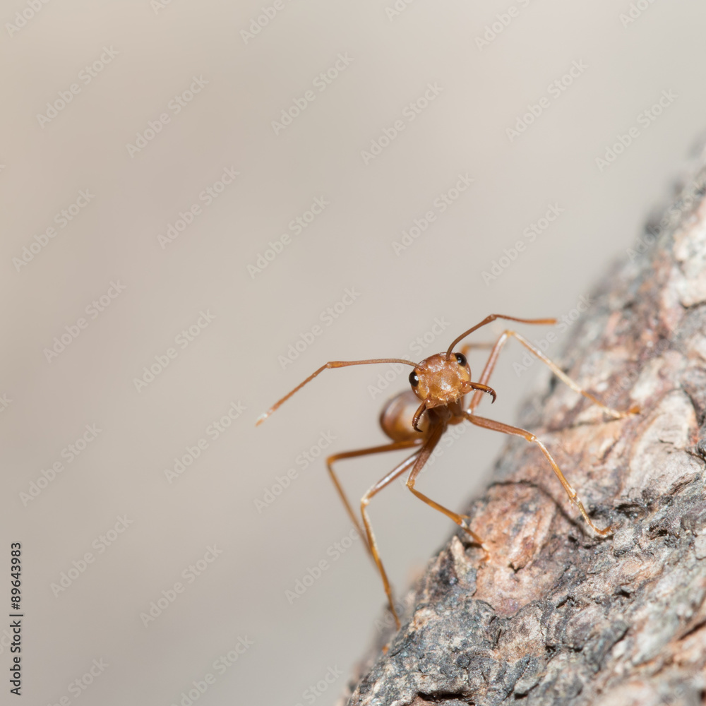 Red ant. Red ant.