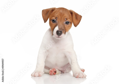 Jack Russell puppy © jagodka