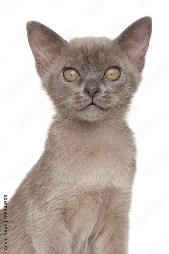 Burmese kitten on a white background