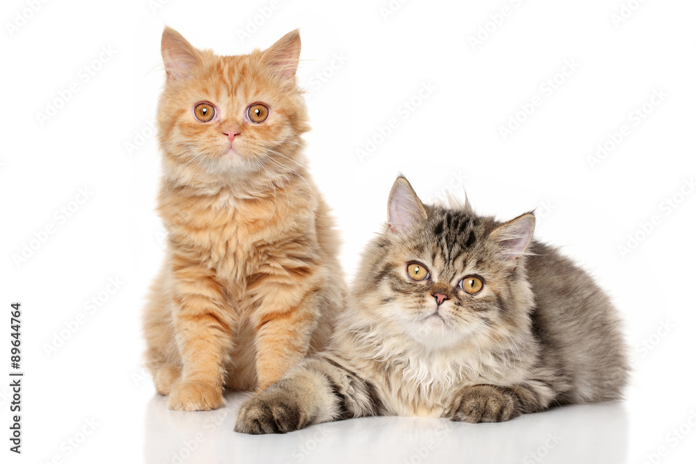 Pair of Persian cats