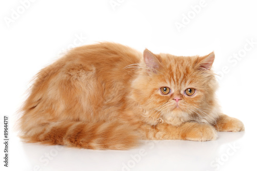 Ginger Persian cat