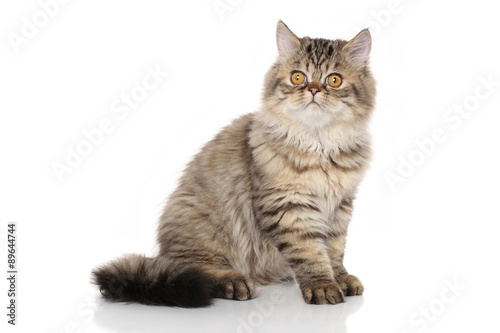 Persian cat in front of white background