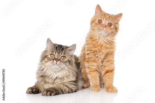 Fototapeta Naklejka Na Ścianę i Meble -  Persian kitten on white background