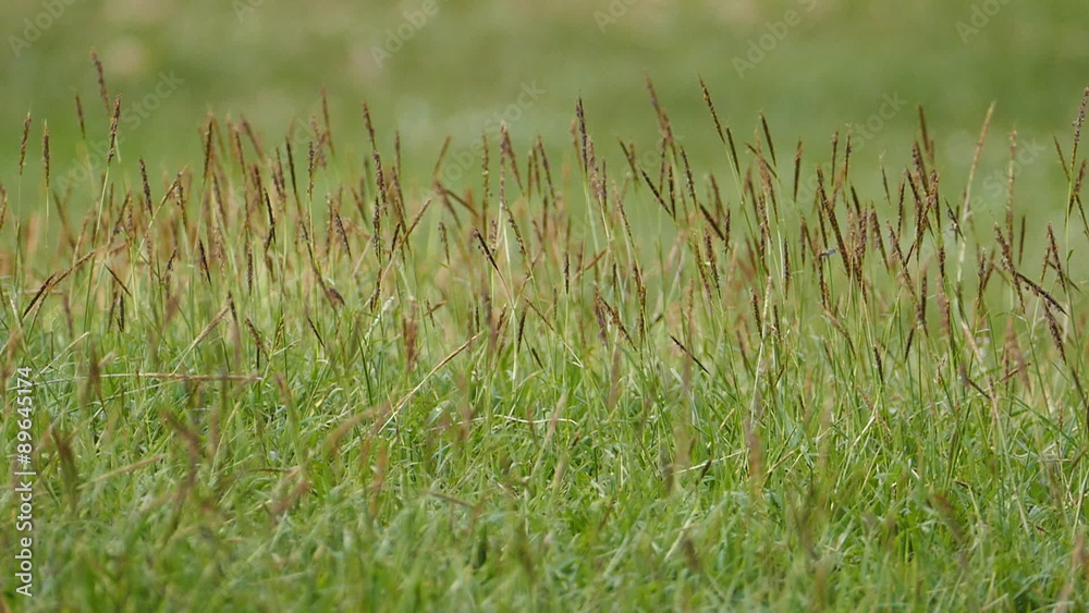 Grass swaying in the breeze on meadow. slow motion Grass swaying in the breeze on meadow. slow motion