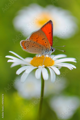 Purple-edged Copper butterfly (Lycaena hippothoe) on white camomile flower