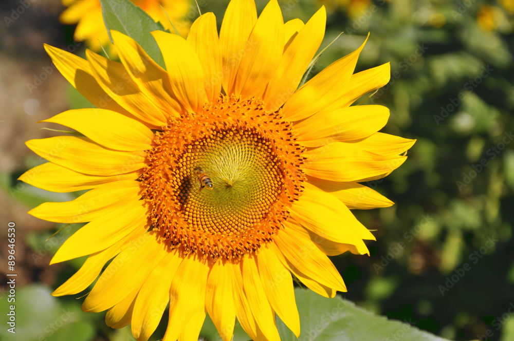 Fototapeta premium Girasole con ape