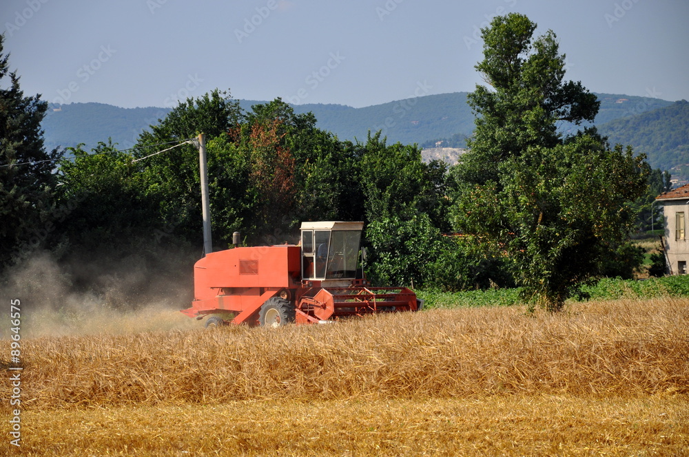 Obraz premium Mietre il grano
