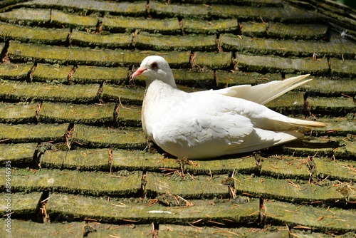 A white dove in England in the summertime photo