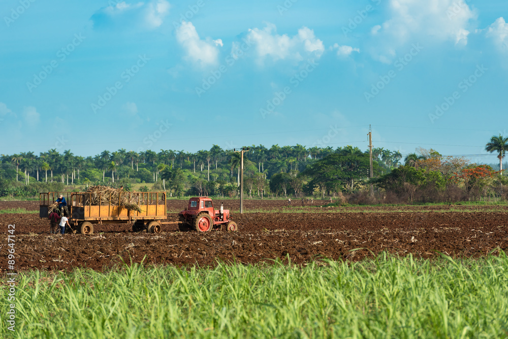 Fototapeta premium Kuba Zuckerrohrernte im Landesinneren