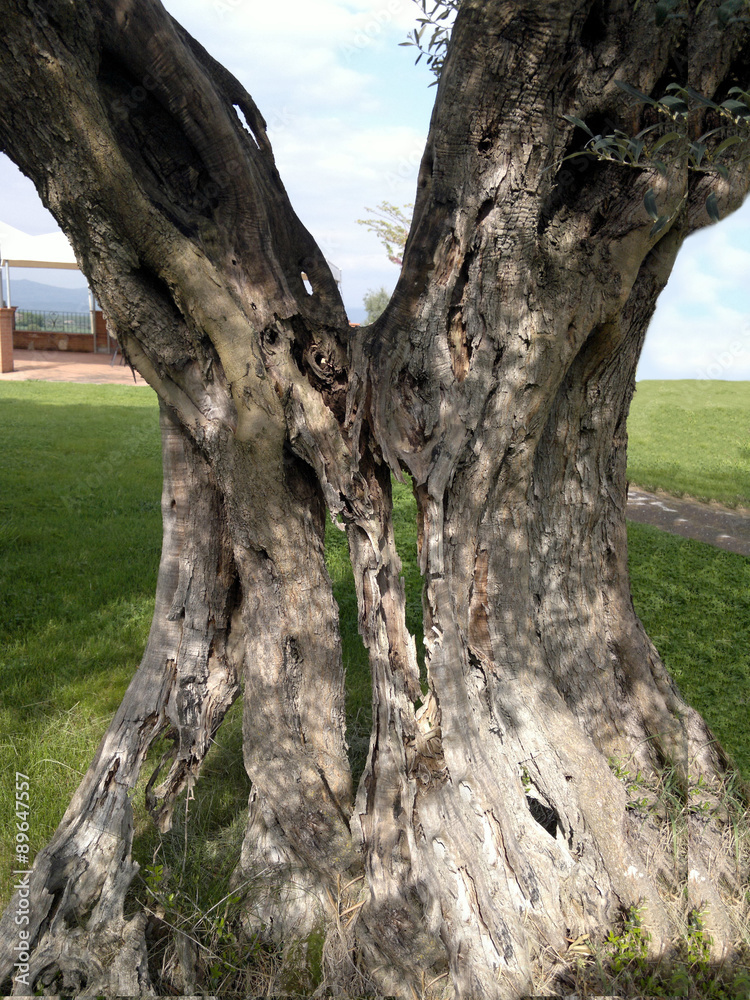 Particolare di albero di olivo-particular olive tree Particolare di albero di olivo-particular olive tree