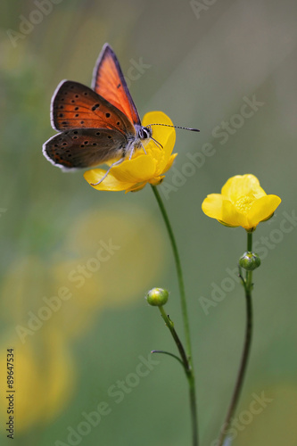Purple-edged Copper butterfly (Lycaena hippothoe)  #89647534