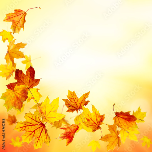 Autumnal background with falling maple leaves 