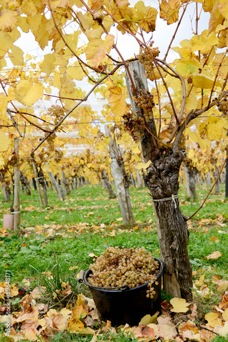 Les vendanges photo