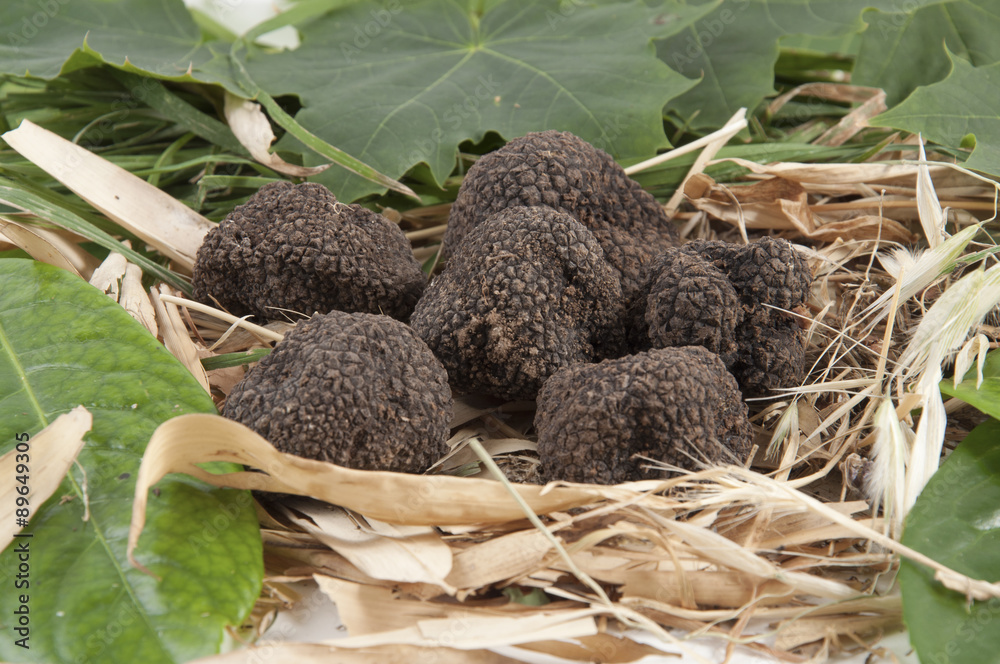 Freshly harvested black truffle Freshly harvested black truffle