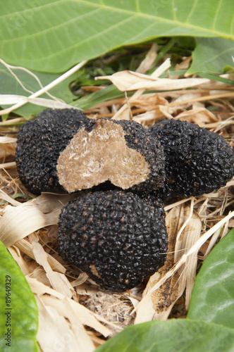 Freshly harvested black truffle
