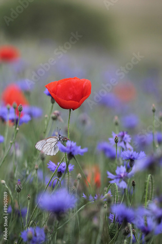 Black-veined White butterfly, Aporia crataegi and cornflowers with poppies