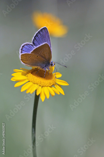Mazarine Blue butterfly (Cyaniris semiargus) and yellow chamomile flower #89650927