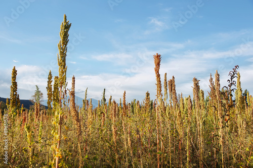 фотографія Quinoa plantation (Chenopodium quinoa)