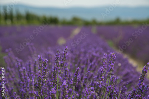 Fototapeta Naklejka Na Ścianę i Meble -  Provence Landschaft mit duftenden Lavendelfeldern