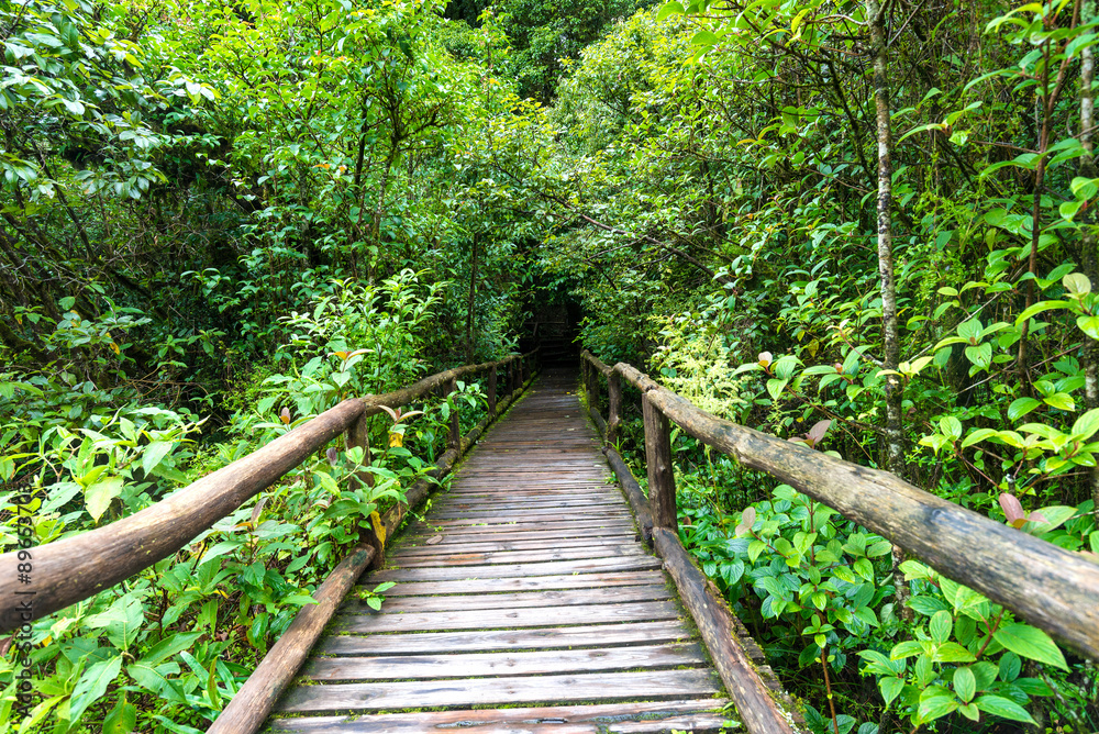 wood bridge for a walk on evergreen forest Located on altitude wood bridge for a walk on evergreen forest Located on altitude