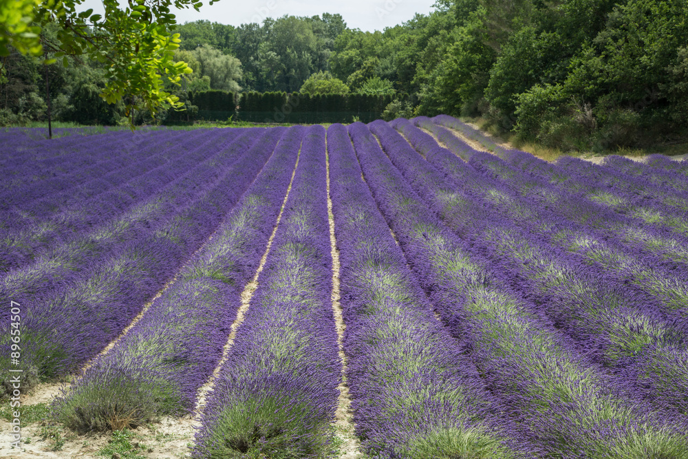Fototapeta premium Provence Landschaft mit duftenden Lavendelfeldern