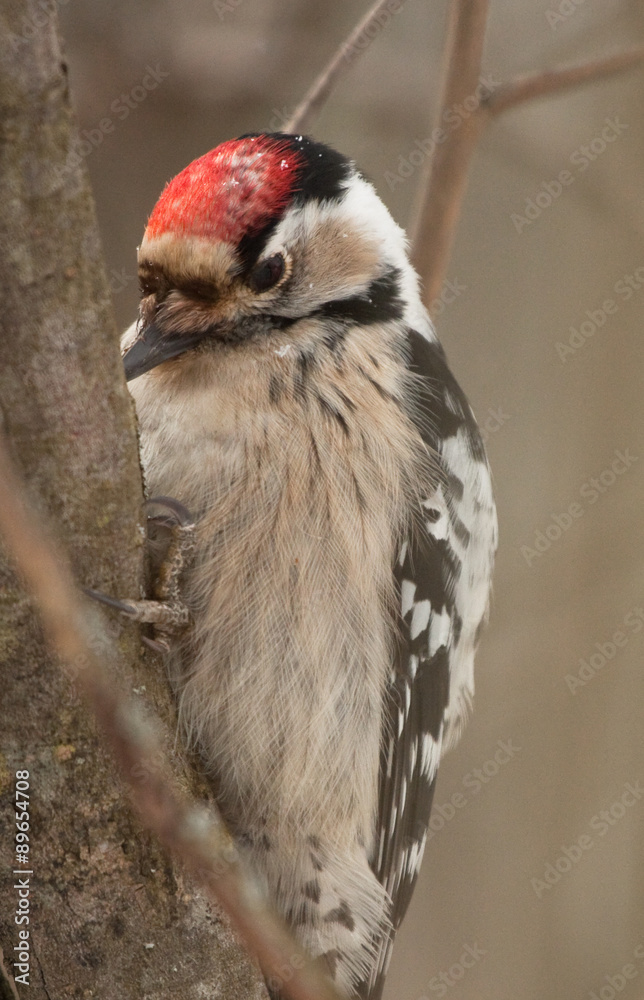 Obraz premium Lesser Spotted Woodpecker