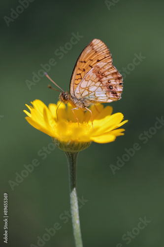 butterfly Lesser Marbled Fritillary (Brenthis ino) on yellow flowers
