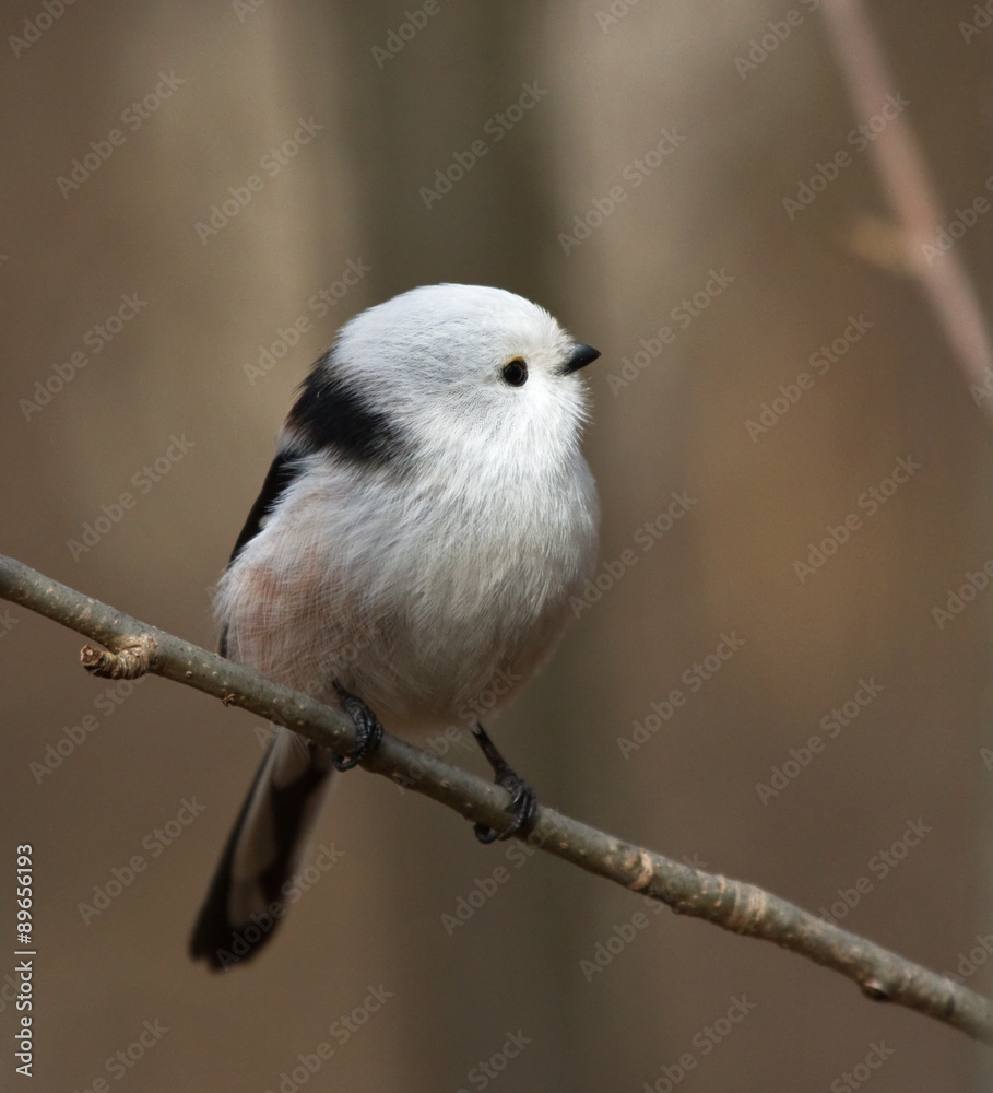 Fototapeta premium Long tailed tit on the branch