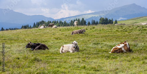 cows grazing at the meadow at Rolle Pass
