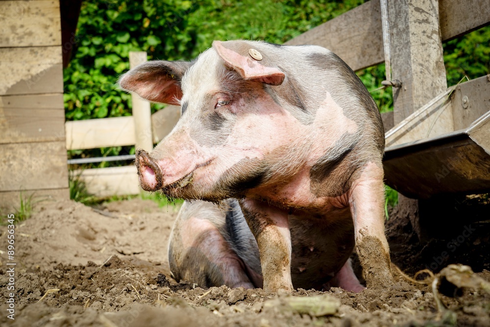 Outdoor Schweinehaltung, Sau sitzt im Dreck am Trog Outdoor Schweinehaltung, Sau sitzt im Dreck am Trog