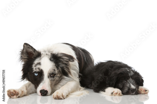 Fototapeta Naklejka Na Ścianę i Meble -  Zwei Hunde