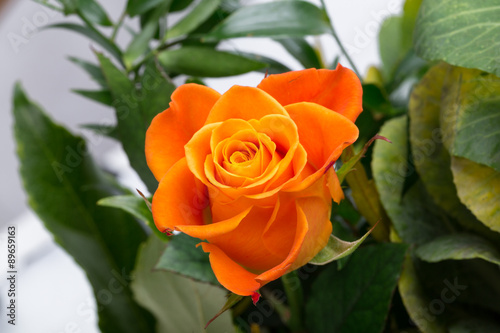  the orange-rose against the background of green leaves