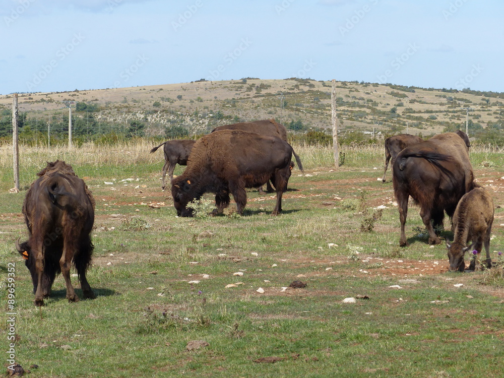 Fototapeta premium Bisons d'Amérique