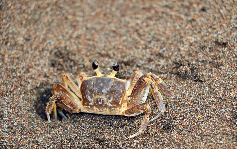 Crab on the sand