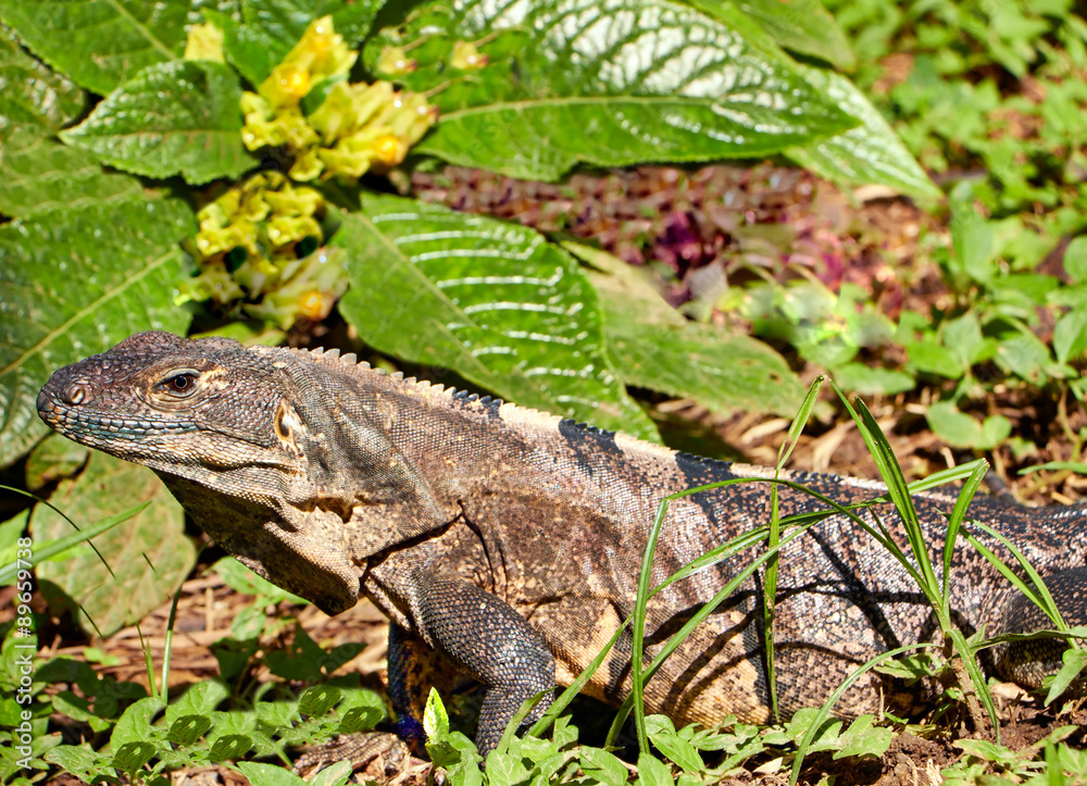 Iguana Iguana
