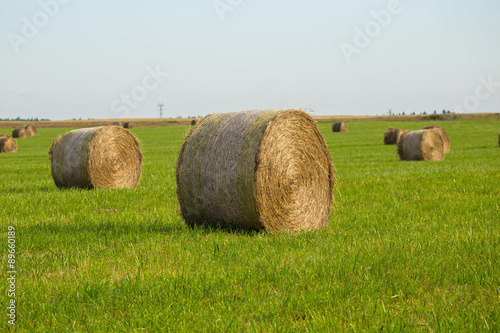 Rolls of hay in the field