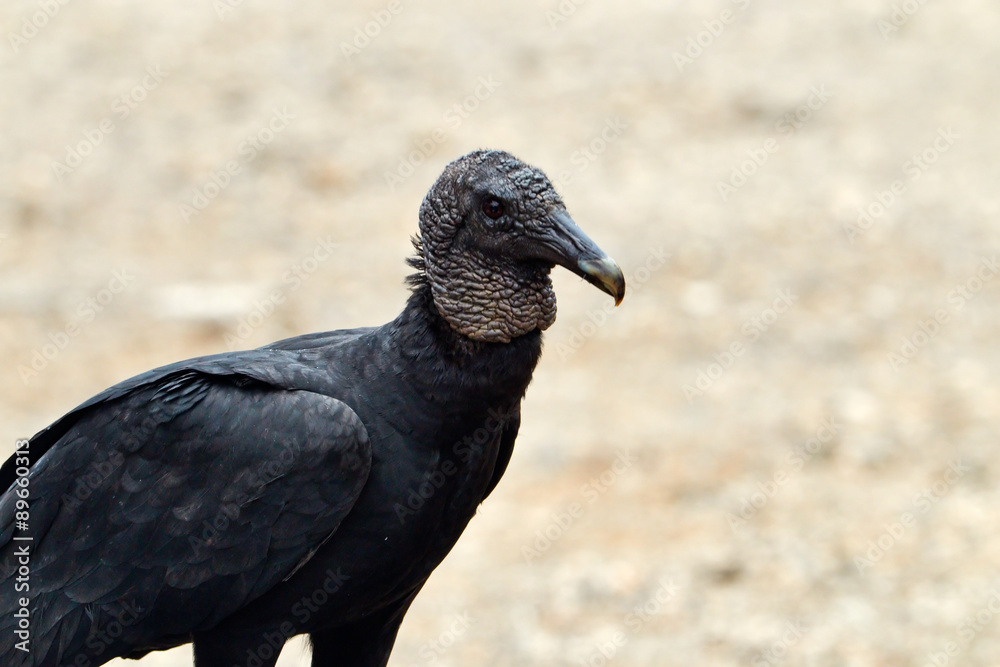 Fototapeta premium Black vulture