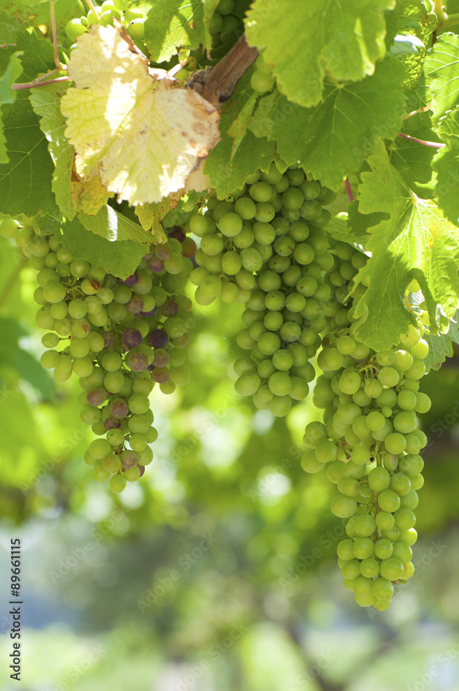 Bunches of wine grapes on the vine..