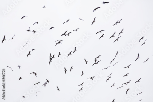 Flock Of Seagulls In Flight Filling Frame