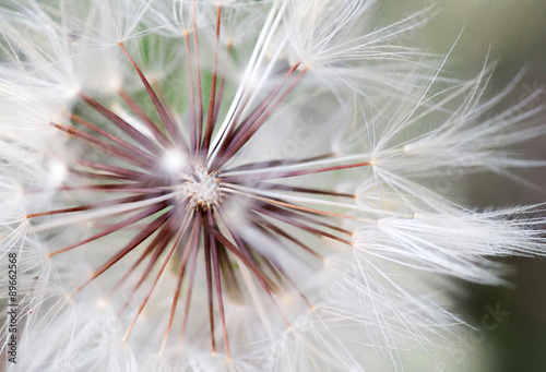 Fototapeta Naklejka Na Ścianę i Meble -  dandeion flower close up