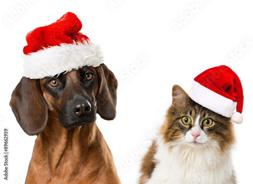 Fototapeta Naklejka Na Ścianę i Meble -  Hund und Katze mit Weihnachtsmützen